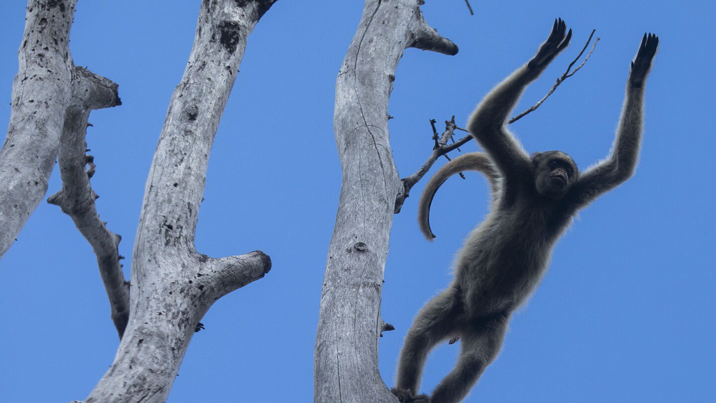 La búsqueda de 4 décadas de un científico para salvar al mono más grande de las Américas