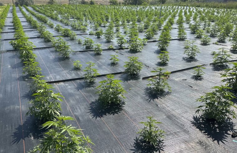Las granjas de marihuana legal de Washington vuelven a trabajar después de que las preocupaciones por los pesticidas provocaron restricciones