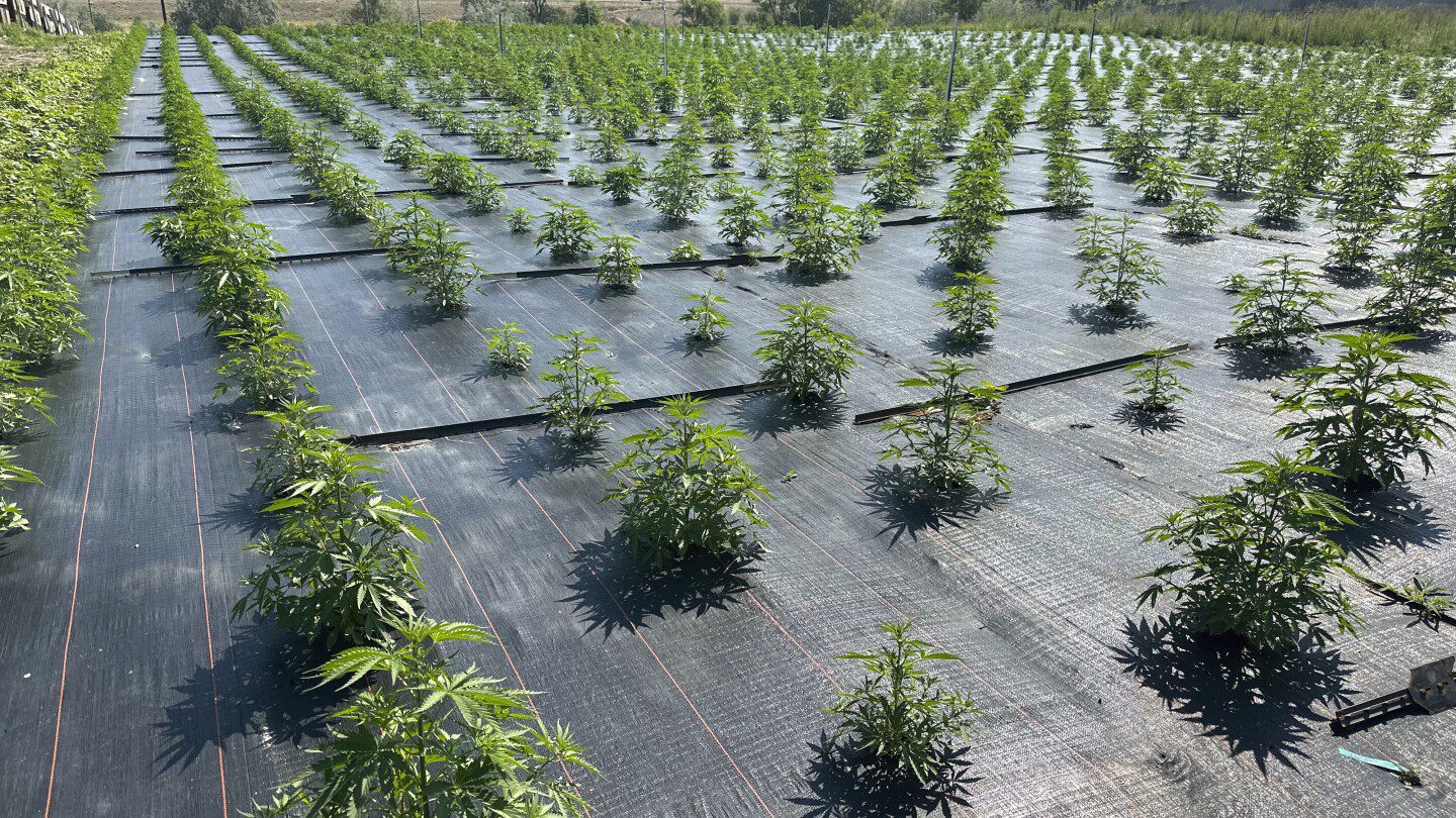Las granjas de marihuana legal de Washington vuelven a trabajar después de que las preocupaciones por los pesticidas provocaron restricciones