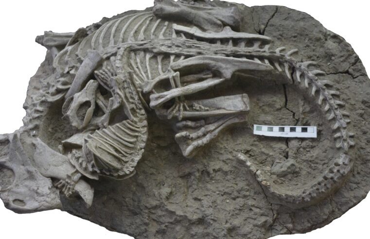 Los mamíferos pueden haber cazado dinosaurios para la cena, sugiere un fósil raro