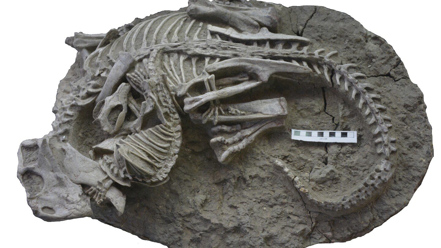 Los mamíferos pueden haber cazado dinosaurios para la cena, sugiere un fósil raro