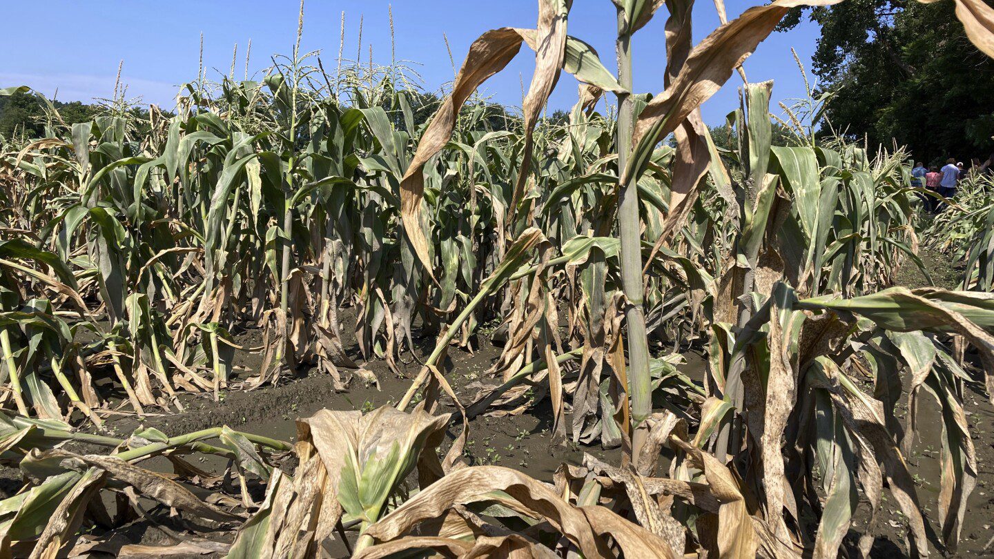Se insta a los agricultores de Vermont a documentar las pérdidas de cultivos por las inundaciones