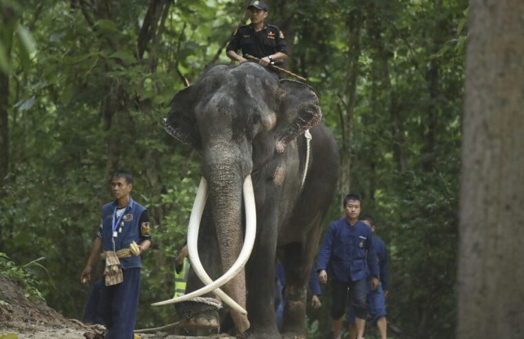 Un elefante tailandés enfermo regresa a casa para recibir atención médica después de años de abandono en Sri Lanka
