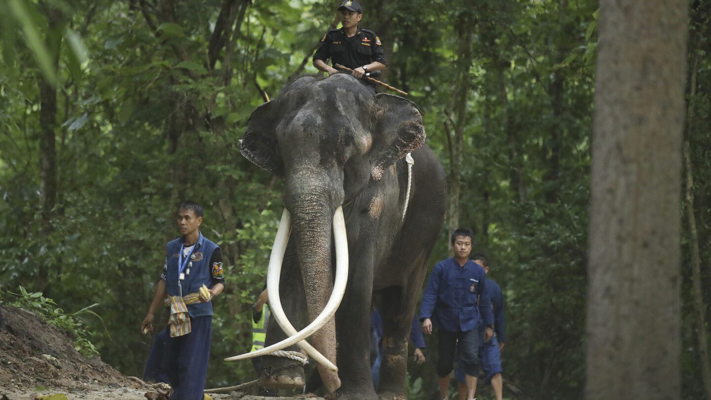 Un elefante tailandés enfermo regresa a casa para recibir atención médica después de años de abandono en Sri Lanka