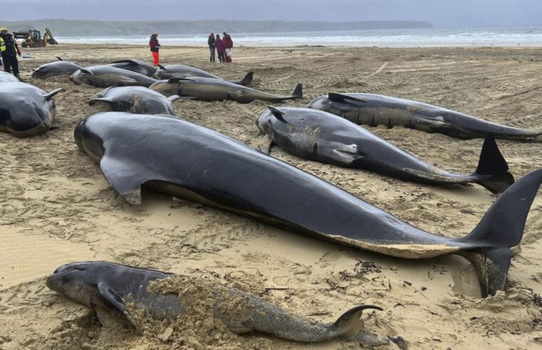 Una manada de 55 ballenas piloto muere tras quedar varada en una playa de Escocia