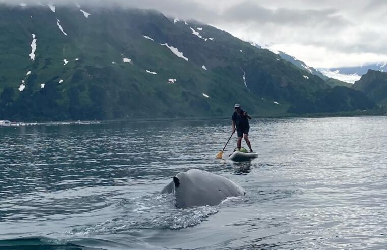 Vea cómo un paddleboarder de Alaska escapó de un encuentro cercano con una ballena jorobada