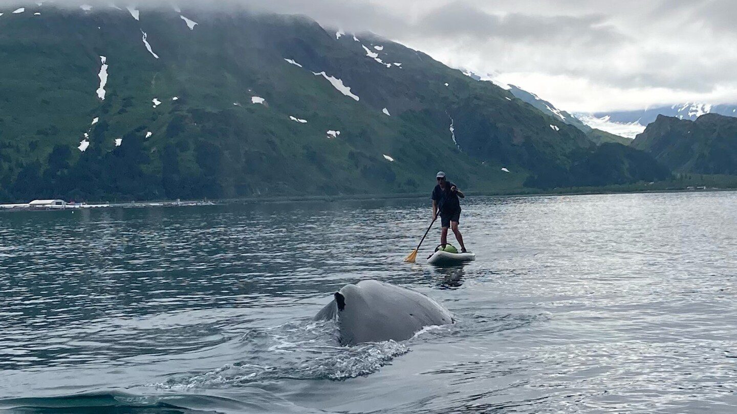 Vea cómo un paddleboarder de Alaska escapó de un encuentro cercano con una ballena jorobada